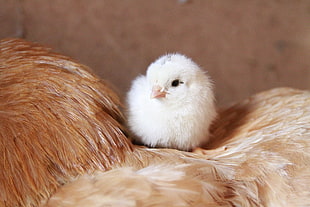 white chick on top of hen HD wallpaper
