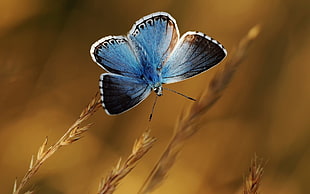 common blue butterfly, nature, butterfly, blue, macro HD wallpaper