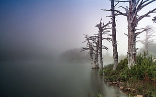 bare trees beside body of water digital wallpaper, nature, mist, trees, landscape