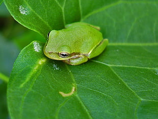 selective focus photography of green frog on leaf