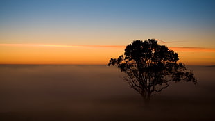 green leaf tree at sunset, trees