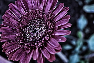 selective focus photography of purple Dahlia flower