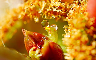 macro photography of a flower HD wallpaper