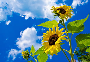 sunflower photo during daytime, sunflowers HD wallpaper