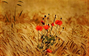 shallow focus photography of red flowers surrounded by brown grass