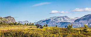 landscape photography of green grass land surrounded by mountains during day time, cow, hemsedal