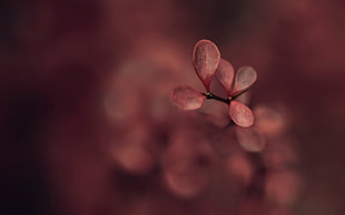 closeup photography of red oval leaf plant