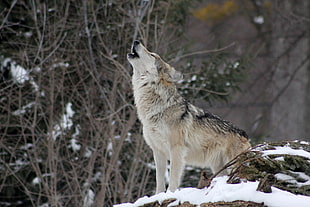 gray and brown howling wolf in snow forest