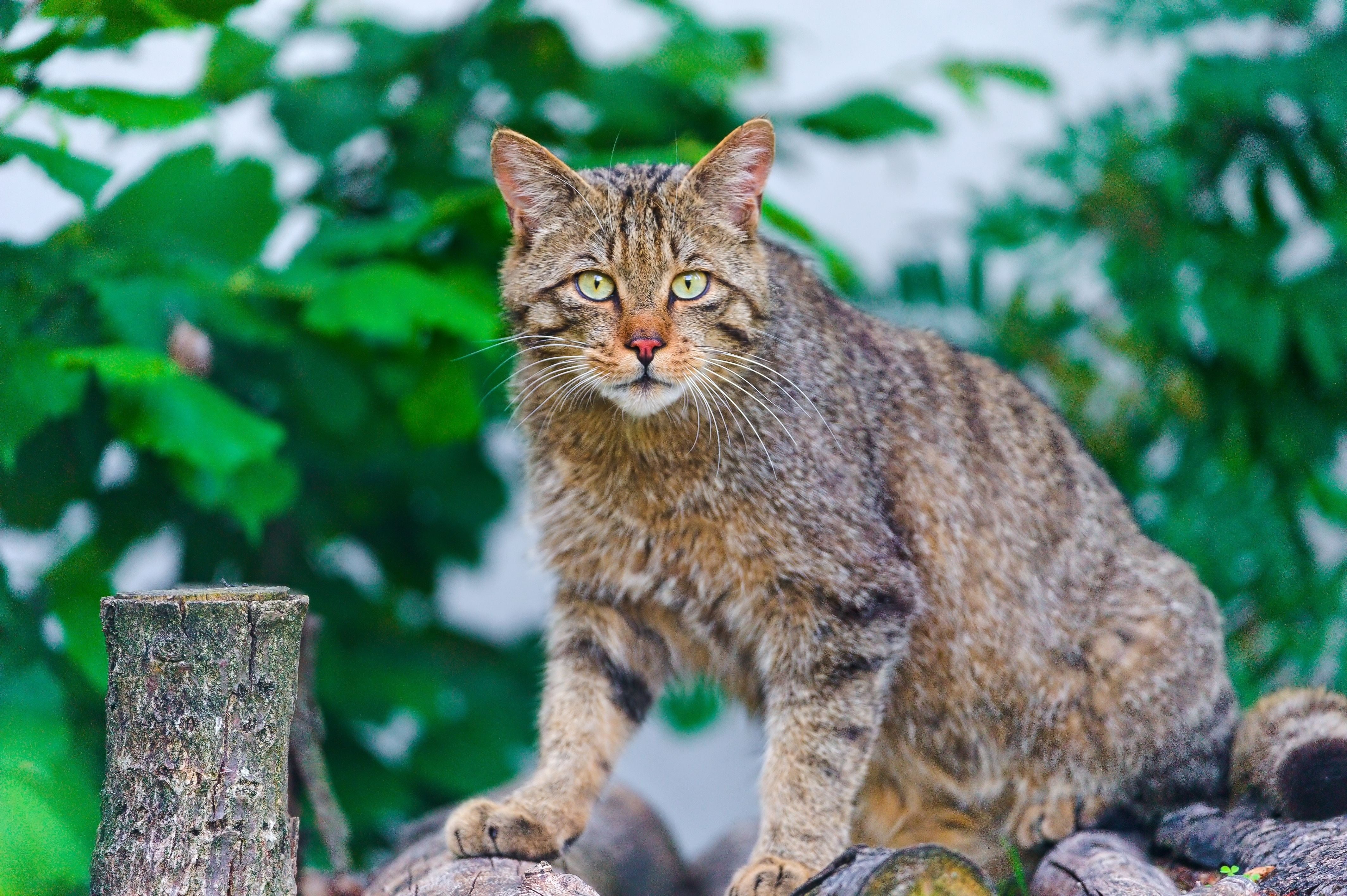 Дикие кошки котов. Европейский Лесной кот камышовый. Сибирский камышовый кот. Камышовый кот полосатый. Шотландская Лесная кошка.