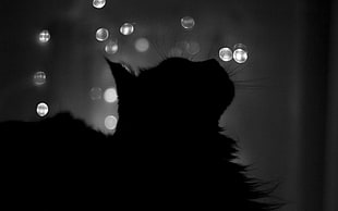 silhouette of cat, cat, night, silhouette, bokeh HD wallpaper