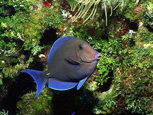purple tang fish, fish HD wallpaper