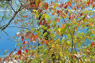 green and red leaves HD wallpaper