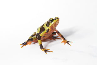 brown and black frog, atelopus varius HD wallpaper