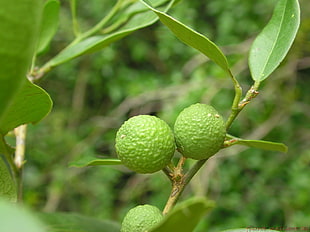 two green fruits