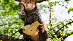 gray squirrel eating cracker HD wallpaper