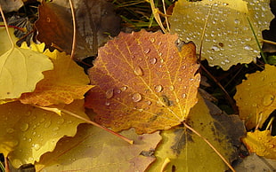 rain drops on dried leaves