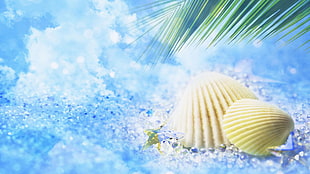 macro photography of two yellow seashells on blue panel HD wallpaper