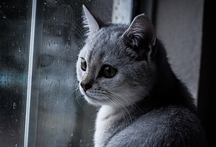 gray cat in window glass panel HD wallpaper