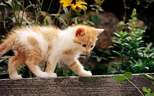 white and orange tabby kitten walking on a fence with flowers closeup photo