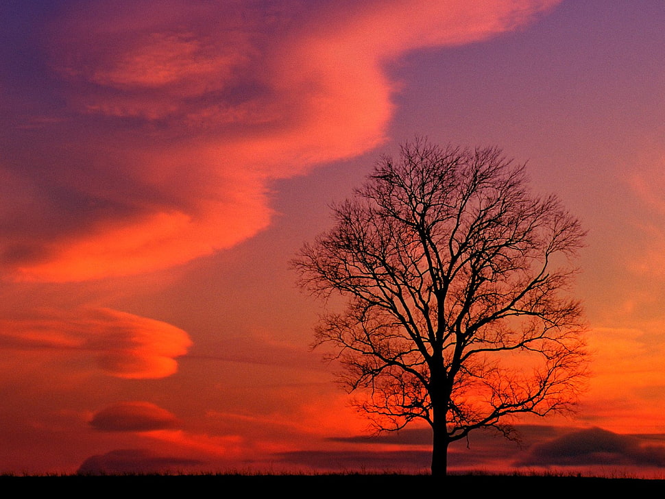 silhouette of tree under red sky during twilight HD wallpaper