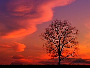 silhouette of tree under red sky during twilight HD wallpaper