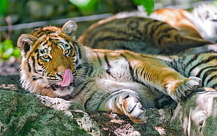 adult tiger laying on bed of rocks