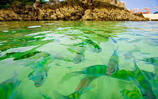 school of green fish on shallow water HD wallpaper