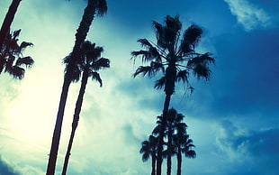 palm tree silhouette wallpaper, trees, sky, palm trees HD wallpaper