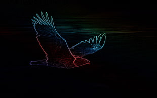 bird illustration, neon, eagle, black