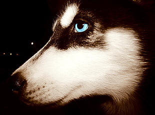 white and brown fur textile, Siberian Husky , blue eyes, animals, dog HD wallpaper