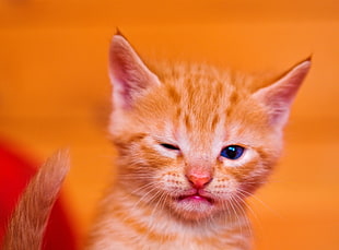 orange Tabby kitten sitting inside room