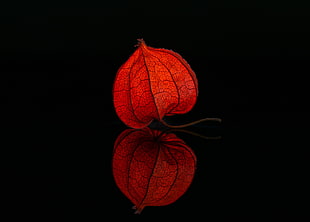red Physallis flower HD wallpaper