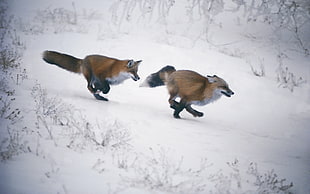 two brown fur fox running on snowfield