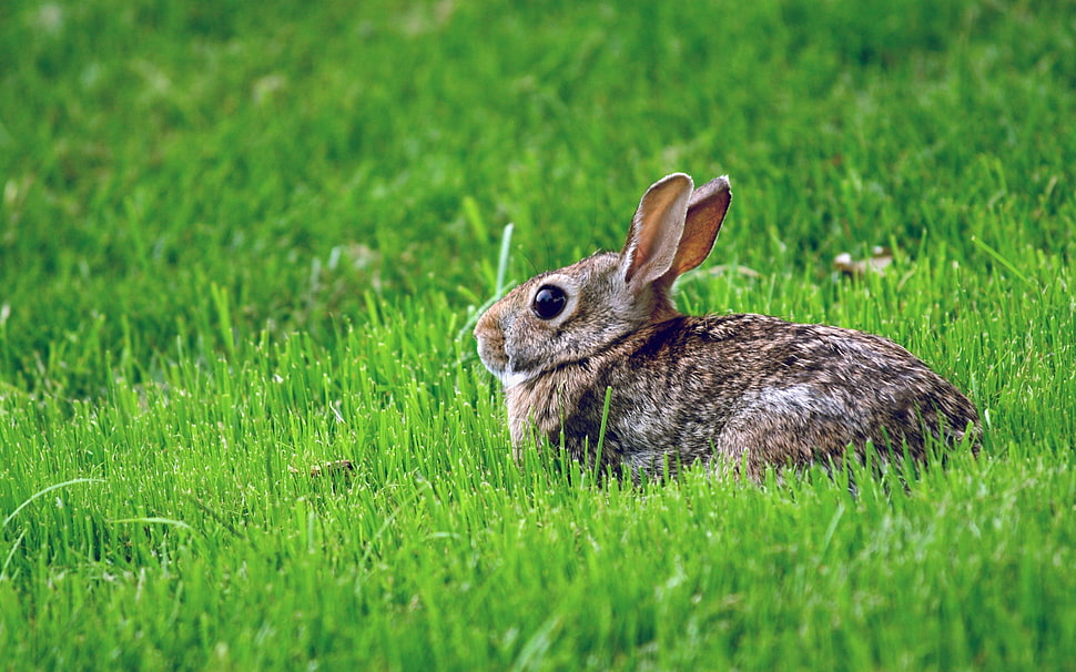 brown rabbit on green grass field HD wallpaper