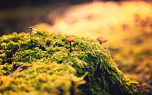 selective focus photography of mushroom, nature, closeup, green, mushroom