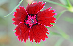 red Dianthus selective-focus photo