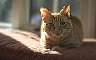 macro photography of brown tabby cat laying on brown textile