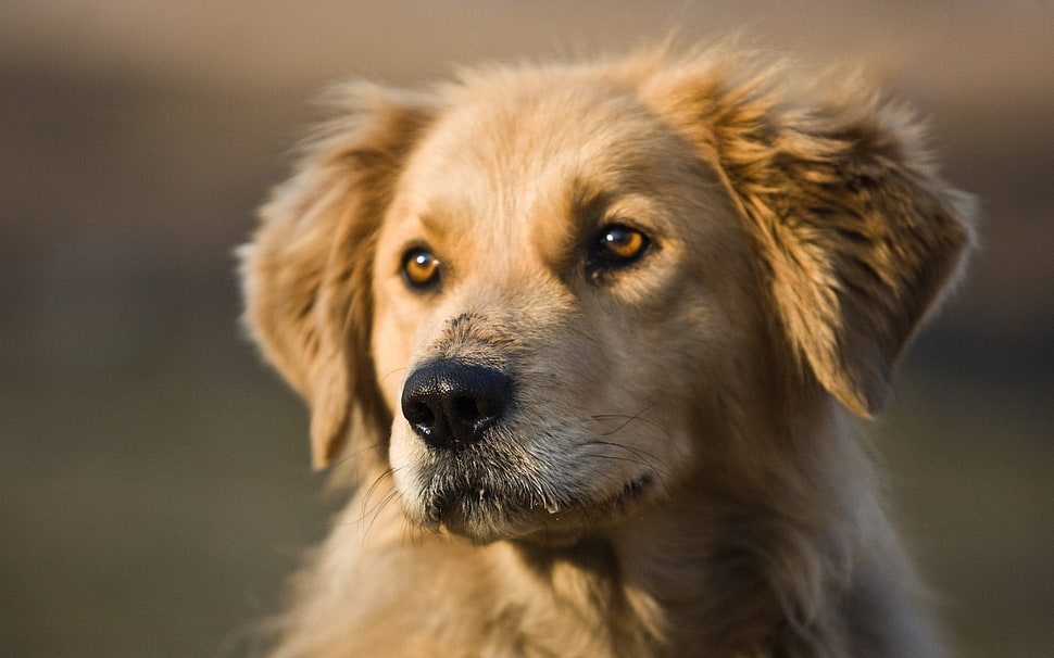 close up photo of short-coated brown dog during daytime HD wallpaper