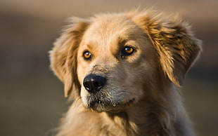 close up photo of short-coated brown dog during daytime