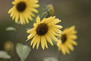 three sunflower photo, sunflowers HD wallpaper