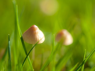 closeup photo of brown mushroom during daytime HD wallpaper