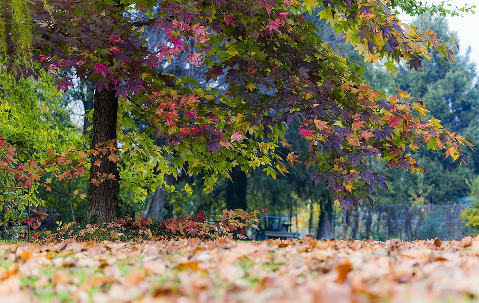 dried leaves falling from a tree, trees, fall, leaves HD wallpaper