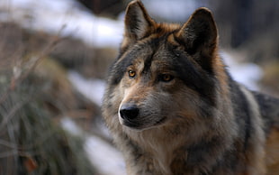 close up photo of black and brown wolf