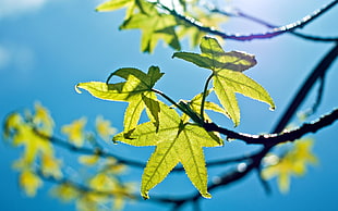 green maple tree leaves at daytime