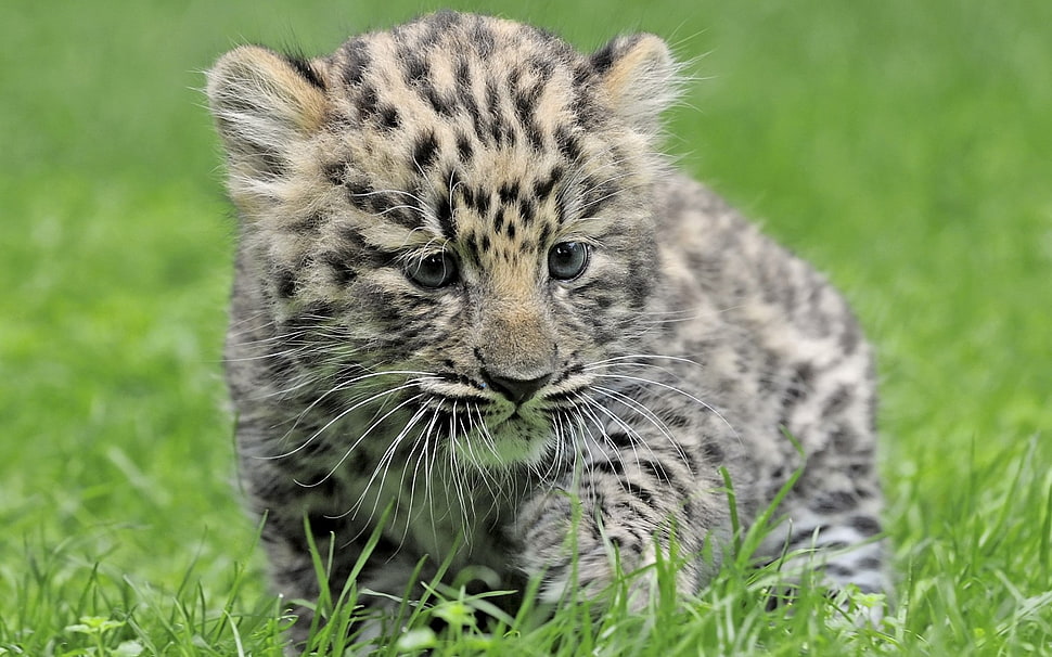 leopard cab HD wallpaper