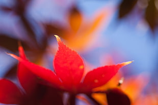 red maple leaf closeup photography HD wallpaper