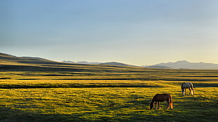 brown and white horses, horse, Kyrgyzstan, Song Kul, plains