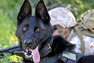 closeup photo of adult solid black German shepherd with black vest near person in camouflage jacket during daytime