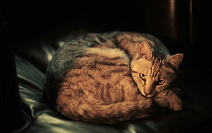brown tabby cat laying on gray textile