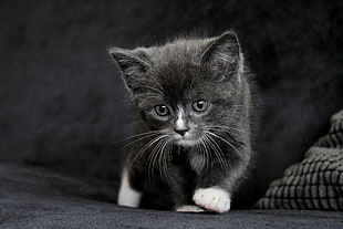 black and white kitten HD wallpaper